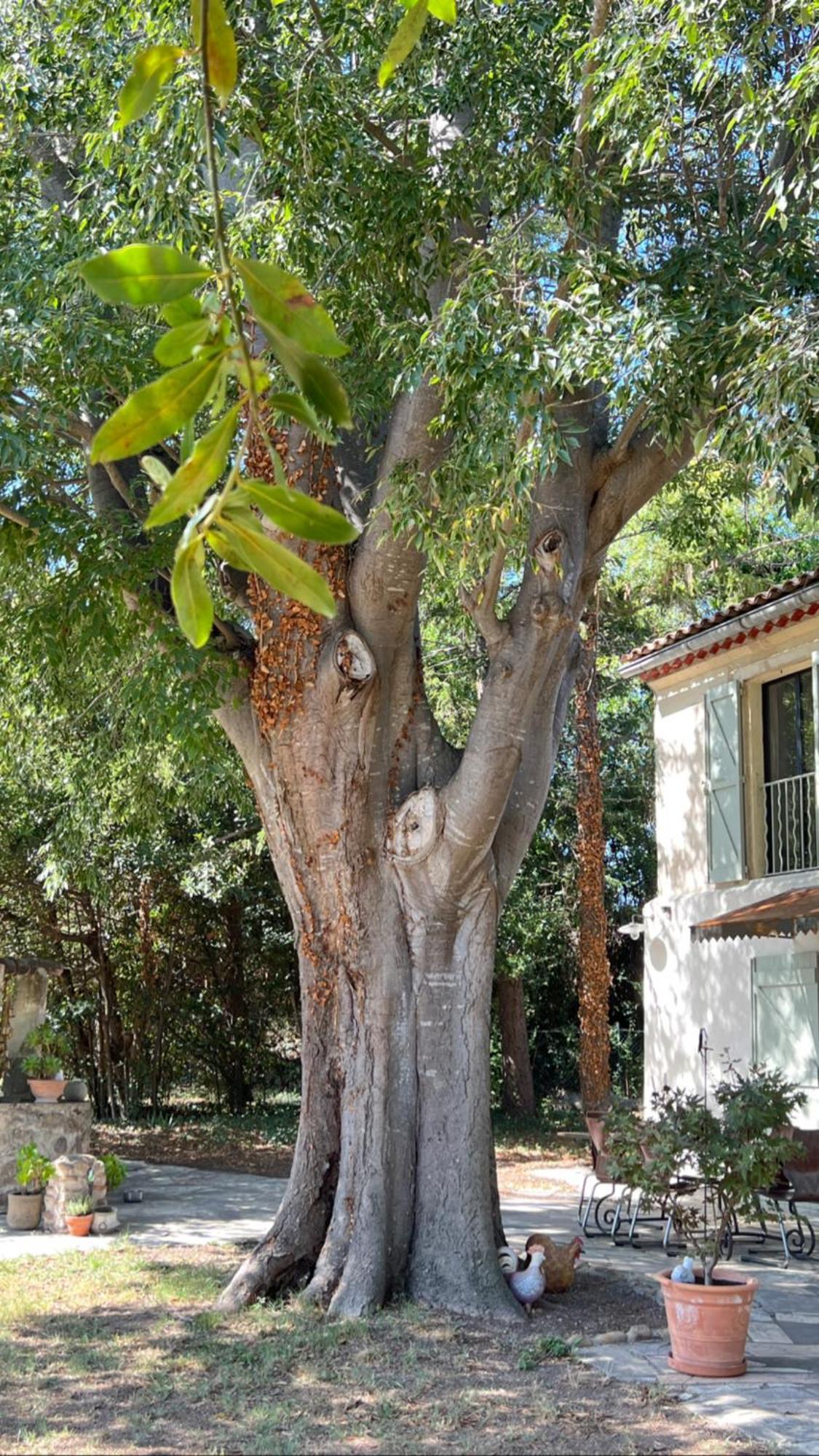 Alpilles Camargue Mas Falabrego Raphele Exterior photo